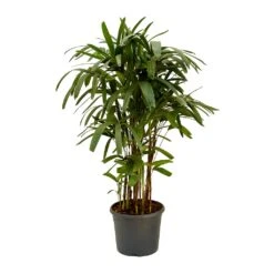 Rhapis Excelsa - Lady Palm -HousePlants Shop Rhapis excelsa Lady Palm 120cm