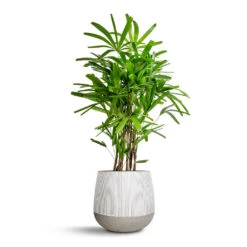 Pax Plant Pot - Ridged White Stripe -HousePlants Shop Rhapis excelsa Lady Palm 27x110cm Pax Plant Pot Ridge White Stripe 40x36cm ebf3f0ed 909b 45f2 af74 d71166caff73