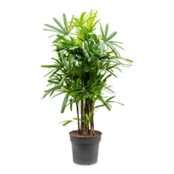 Rhapis Excelsa - Lady Palm -HousePlants Shop Rhapis excelsa Lady Palm 34x160cm