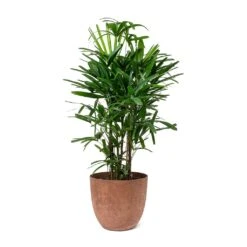 Rhapis Excelsa - Lady Palm -HousePlants Shop Rhapis excelsa Lady Palm Bola Artstone Plant Pot Oak