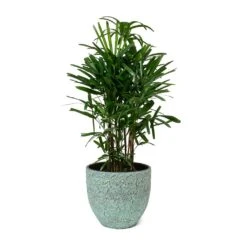 Rhapis Excelsa - Lady Palm -HousePlants Shop Rhapis excelsa Lady Palm Evi Plant Pot Antique Bronze
