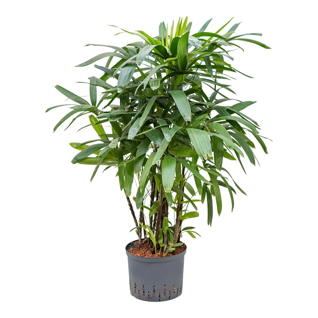 Rhapis Excelsa - Lady Palm - HydroCare 7 Rhapis Excelsa - Lady Palm - HydroCare - Image 5
