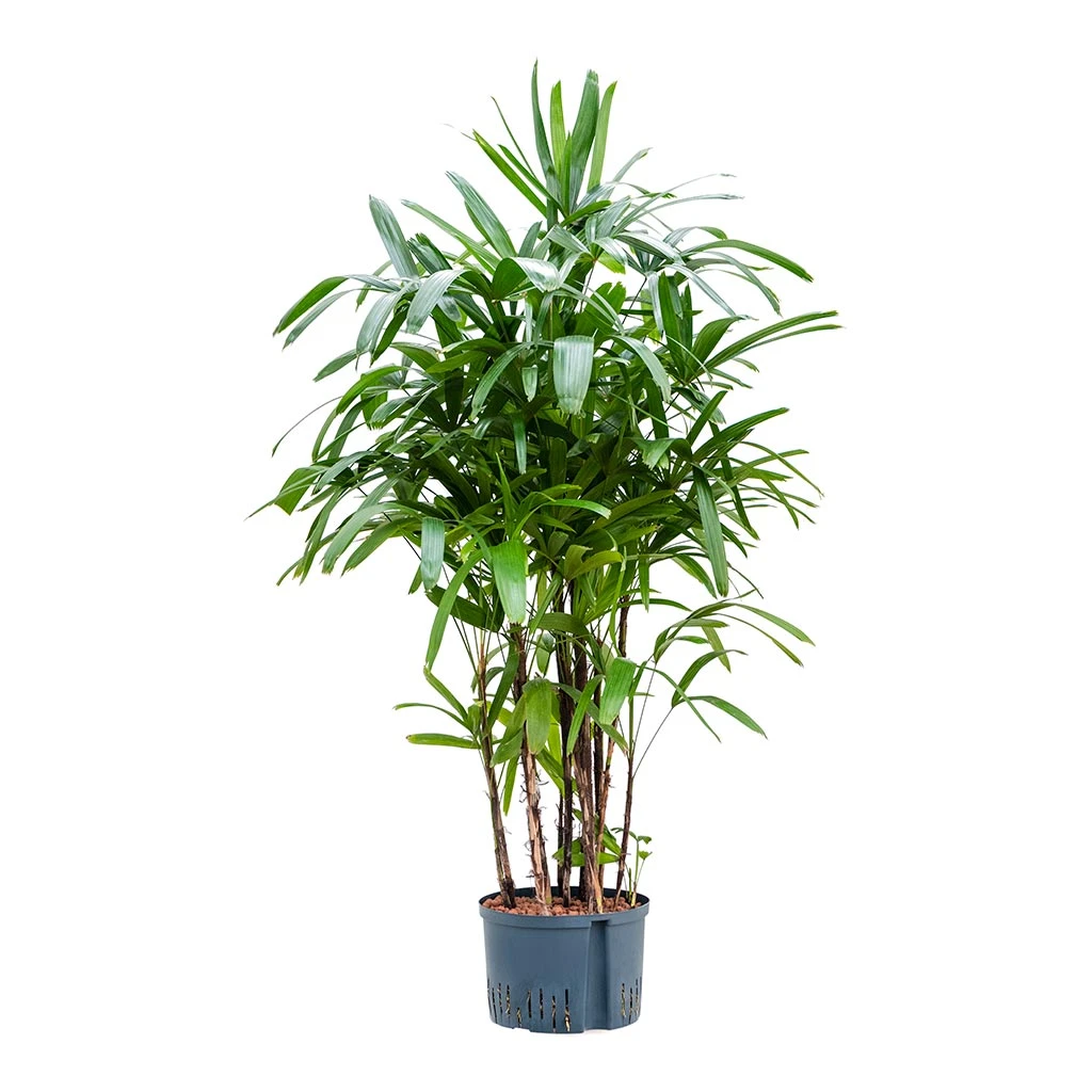 Rhapis Excelsa - Lady Palm - HydroCare 5 Rhapis Excelsa - Lady Palm - HydroCare - Image 3