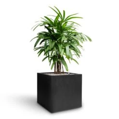 Rhapis Excelsa - Lady Palm - HydroCare 28 Rhapis Excelsa - Lady Palm - HydroCare -HousePlants Shop Rhapis excelsa Lady Palm Hydroculture Grigio Cube Planter Anthracite Concrete a424559f a8f2 42b4 b0d7 5363e0a3708a