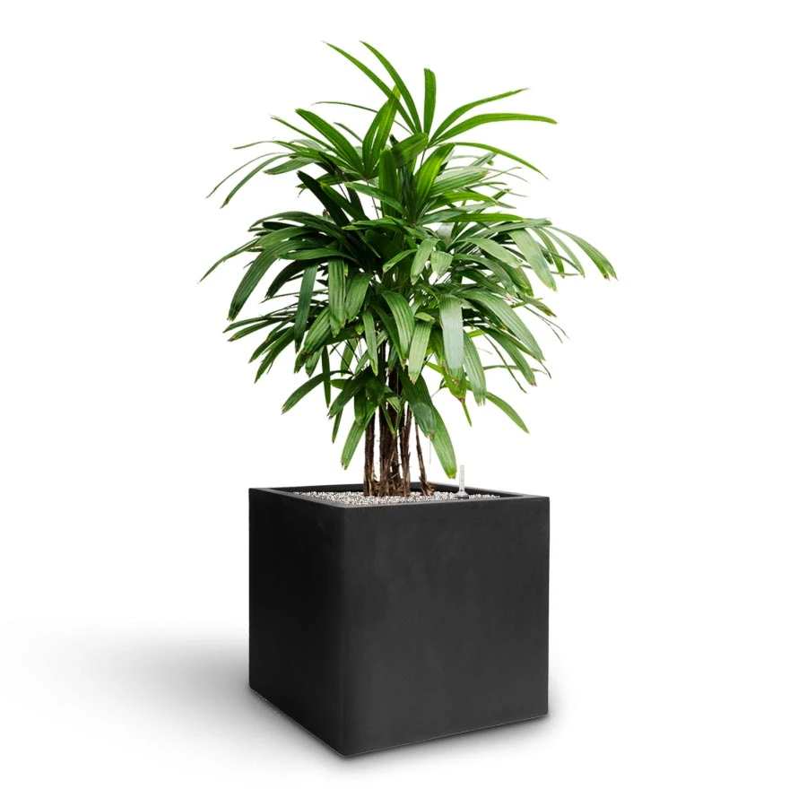 Rhapis Excelsa - Lady Palm - HydroCare 10 Rhapis Excelsa - Lady Palm - HydroCare - Image 8