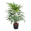 Rhapis Excelsa - Lady Palm - HydroCare -HousePlants Shop Rhapis excelsa Lady Palm Hydroculture Indoor Plant