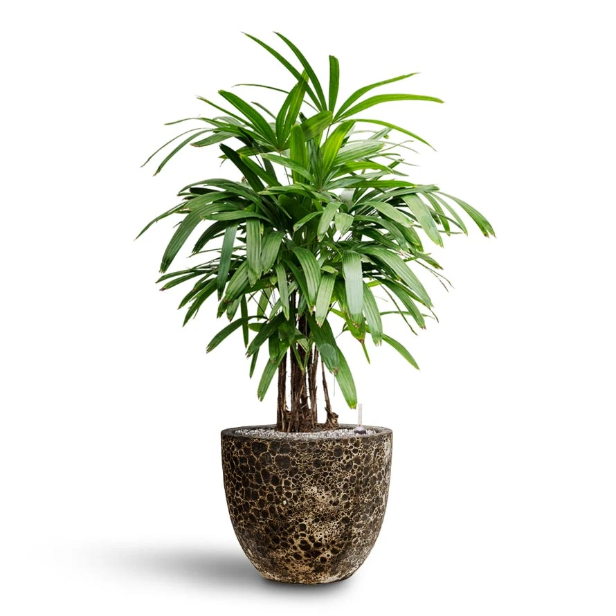Rhapis Excelsa - Lady Palm - HydroCare 17 Rhapis Excelsa - Lady Palm - HydroCare - Image 15