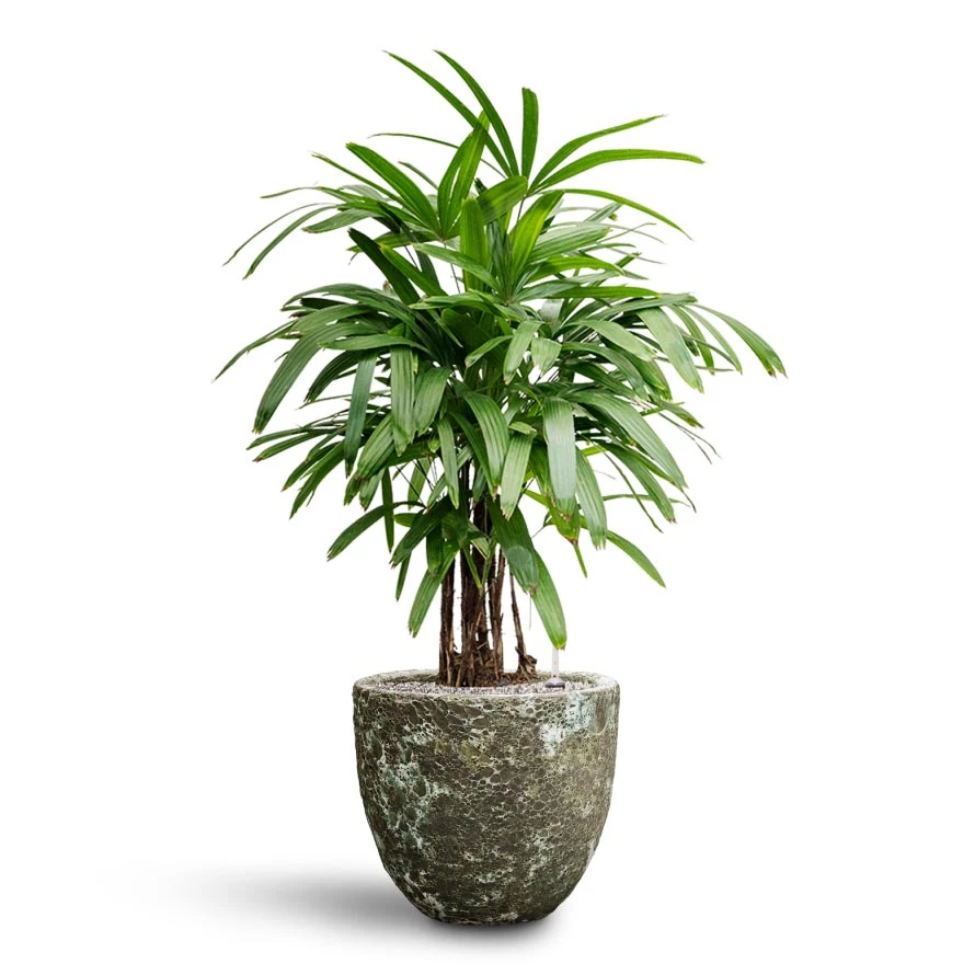 Rhapis Excelsa - Lady Palm - HydroCare 16 Rhapis Excelsa - Lady Palm - HydroCare - Image 14