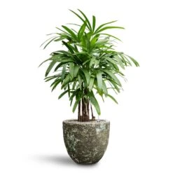 Lava Couple Relic Planter - Jade -HousePlants Shop Rhapis excelsa Lady Palm Hydroculture Lava Couple Relic Planter Jade 9f014e34 c1a1 43f7 8e52 078ef501b2a2