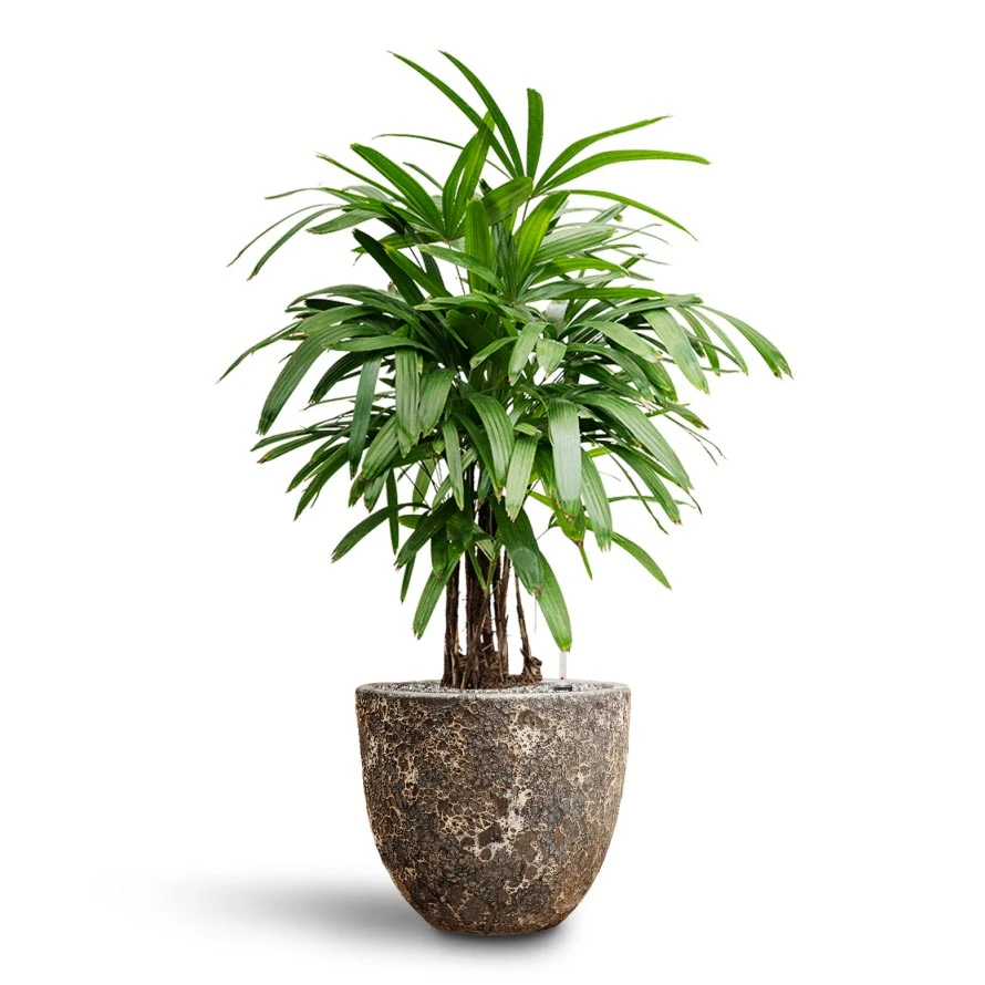 Rhapis Excelsa - Lady Palm - HydroCare 18 Rhapis Excelsa - Lady Palm - HydroCare - Image 16