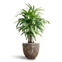 Lava Couple Relic Planter - Rust -HousePlants Shop Rhapis excelsa Lady Palm Hydroculture Lava Couple Relic Planter Rust 5e536bc7 6bce 4381 8138 a29825b83c9a