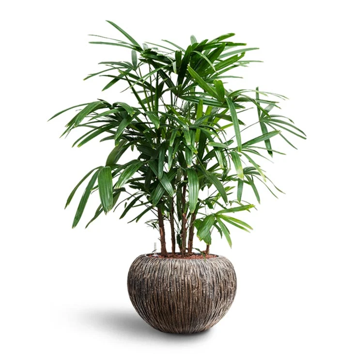 Rhapis Excelsa - Lady Palm - HydroCare 8 Rhapis Excelsa - Lady Palm - HydroCare - Image 6