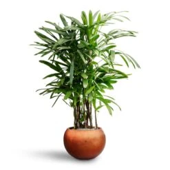 Metallic Globe Plant Pot - Matt Copper -HousePlants Shop Rhapis excelsa Lady Palm Hydroculture Metallic Couple Plant Pot Matt Copper 4619822e 8250 4748 84df 0e30911df43a