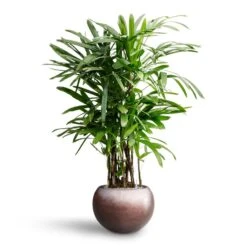 Metallic Globe Plant Pot - Matt Coffee 19 Metallic Globe Plant Pot - Matt Coffee -HousePlants Shop Rhapis excelsa Lady Palm Hydroculture Metallic Globe Plant Pot Matt Coffee 1ab5e1bf 885e 4193 82b9 0d7312e9924d