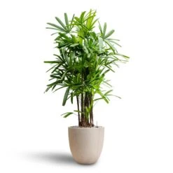 Rhapis Excelsa - Lady Palm - HydroCare 30 Rhapis Excelsa - Lady Palm - HydroCare -HousePlants Shop Rhapis excelsa Lady Palm Hydroculture Raindrop Egg Planter Stone
