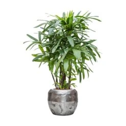 Rhapis Excelsa - Lady Palm - HydroCare 37 Rhapis Excelsa - Lady Palm - HydroCare -HousePlants Shop Rhapis excelsa Lady Palm Hydroculture Opus Hammered Globe Planter Silver