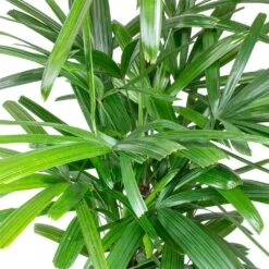 Rhapis Excelsa - Lady Palm - HydroCare 24 Rhapis Excelsa - Lady Palm - HydroCare -HousePlants Shop Rhapis excelsa Lady Palm Leaves 910e89e9 2650 4eee 88d4 abdf8b306550