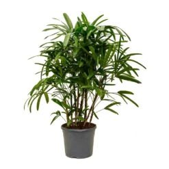 Rhapis Excelsa - Lady Palm -HousePlants Shop Rhapis excelsa Lady Palm XLarge