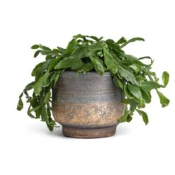 Aico Plant Pot - Shiny Blue 19 Aico Plant Pot - Shiny Blue -HousePlants Shop Rhipsalis crispata Mistletoe Cactus 14x40cm Aico Plant Pot Shiny Blue 17x13cm 9839e10b 048d 4289 ab91 e83355dc2314