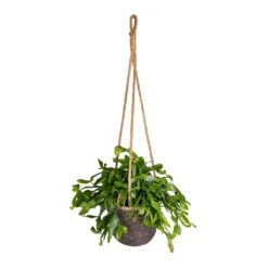 Rhipsalis Crispata - Mistletoe Cactus -HousePlants Shop Rhipsalis crispata Mistletoe Cactus 14x40cm Igmar Hanging Plant Basket Grey 17x14cm