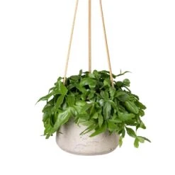 Rhipsalis Crispata - Mistletoe Cactus -HousePlants Shop Rhipsalis crispata Mistletoe Cactus 14x40cm Patt Hanging Plant Pot Grey Washed 20x17cm