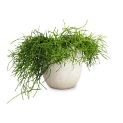 Rhipsalis Heteroclada - Mistletoe Cactus -HousePlants Shop Rhipsalis heteroclada Mistletoe Cactus 21x55cm Cas Plant Pot Cool Grey 25x23cm