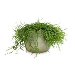 Rhipsalis Heteroclada - Mistletoe Cactus -HousePlants Shop Rhipsalis heteroclada Mistletoe Cactus 21x55cm Iris Plant Pot Mint 26x21cm