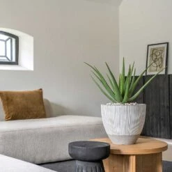 Jesslyn Plant Pot - Ridged White Stripe -HousePlants Shop Ridged Jesslyn Plant Pot White Stripe Aloe Vera Houseplant