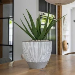 Jesslyn Plant Pot - Ridged White Stripe -HousePlants Shop Ridged Jesslyn Plant Pot White Stripe Aloe Vera Indoor Plant