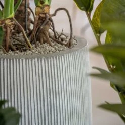 Tall Harith Plant Pot - Ridged White Stripe -HousePlants Shop Ridged Tall Harith Plant Pot White Stripe Lifestyle 2