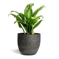 Aglaonema Christina - Chinese Evergreen -HousePlants Shop Rinca Plant Pot Shiny Black 17x15cm Aglaonema Christina Chinese Evergreen 14x35cm 869775fc f93f 411c aabe 52b2bf2172ef