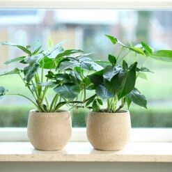 Ryan Plant Pot - Sand Gold -HousePlants Shop Ryan Plant Pot Sand Gold Houseplants