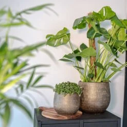 Ryan Plant Pot - Shiny Gold -HousePlants Shop Ryan Plant Pot Shiny Gold Lifestyle 01