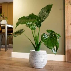 Ryan Plant Pot - White Black 17 Ryan Plant Pot - White Black -HousePlants Shop Ryan Plant Pot White Black Alocasia Houseplant