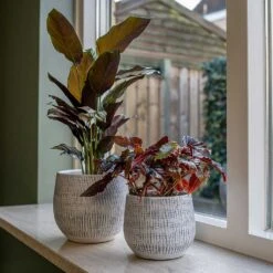 Ryan Plant Pot - White Black 26 Ryan Plant Pot - White Black -HousePlants Shop Ryan Plant Pots White Houseplants