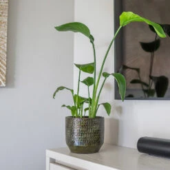 Sanna Plant Pot - Moss Green 36 Sanna Plant Pot - Moss Green -HousePlants Shop Sanna Moss Green 6