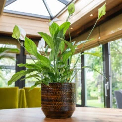 Sanna Plant Pot - Savanna -HousePlants Shop Sanna Savana 1