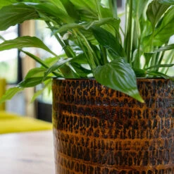 Sanna Plant Pot - Savanna -HousePlants Shop Sanna Savana 2