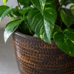 Sanna Plant Pot - Savanna -HousePlants Shop Sanna Savana 7