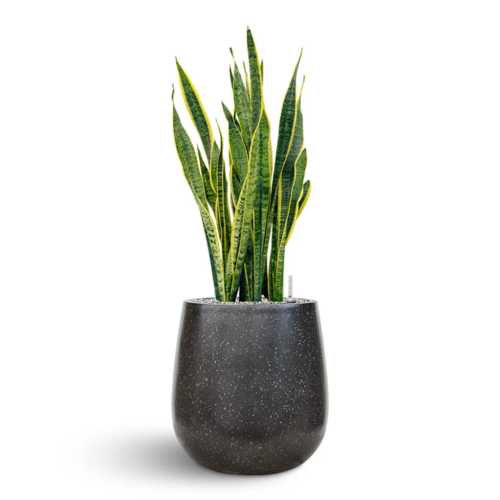 Terrazzo Balloon Planter - Black 8 Terrazzo Balloon Planter - Black - Image 6