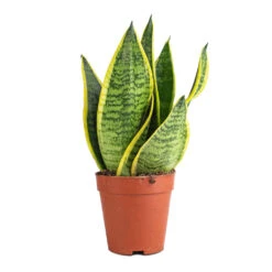 Sansevieria Trifasciata Futura Superba -HousePlants Shop Sanseviera trifasciata Futura Superba 9x30cm