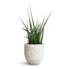 Sansevieria Fernwood Mikado - Snake Plant 1 Sansevieria Fernwood Mikado - Snake Plant -HousePlants Shop Sansevieria Fernwood Mikado Snake Plant 12x40cm Cas Plant Pot Cool Grey 15x13cm
