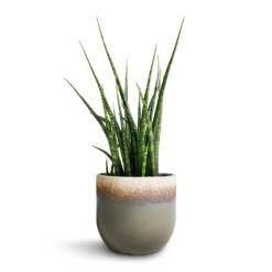 Sansevieria Fernwood Mikado - Snake Plant -HousePlants Shop Sansevieria Fernwood Mikado Snake Plant 12x40cm Tarra Plant Pot Forest 15x13cm