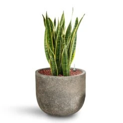 Sansevieria Laurentii - HydroCare -HousePlants Shop Sansevieria Laurentii HydroCare Cement Stone Cody Plant Pot Granite Grey
