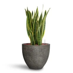 Sansevieria Laurentii - HydroCare -HousePlants Shop Sansevieria Laurentii HydroCare Cement Stone Jesslyn Plant Pot Granite Grey