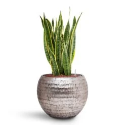 Sansevieria Laurentii - HydroCare -HousePlants Shop Sansevieria Laurentii HydroCare Opus Hammered Globe Planter Silver