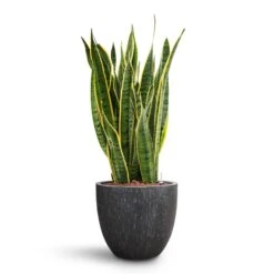 Raindrop Egg Planter - Anthracite -HousePlants Shop Sansevieria Laurentii HydroCare Raindrop Couple Planter Anthracite