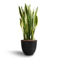 Sansevieria Laurentii - HydroCare -HousePlants Shop Sansevieria Laurentii Hydroculture 28 19 x 80cm Bola Artstone Plant Pot Black 38 x 33cm