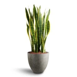 Sansevieria Laurentii - HydroCare -HousePlants Shop Sansevieria Laurentii Hydroculture 28 19 x 80cm Grigio Egg Pot Planter Natural Concrete 40 x 36cm