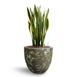 Sansevieria Laurentii - HydroCare -HousePlants Shop Sansevieria Laurentii Hydroculture 28 19 x 80cm Lava Couple Relic Planter Jade 36 x 34cm